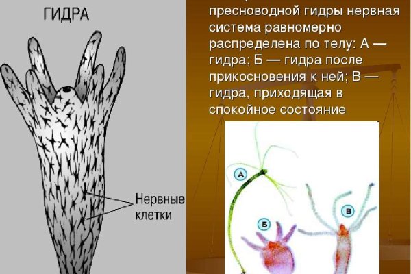 Ссылка на кракен 11